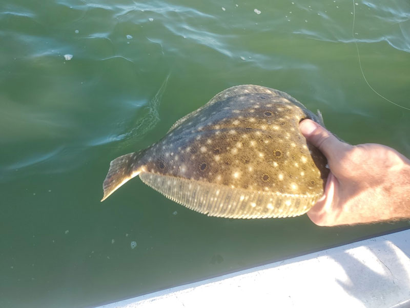 flounder caught in the bay
