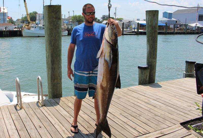 huge cobia caught in ocean city