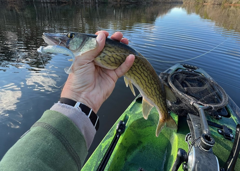 kayak fishing for pickerel