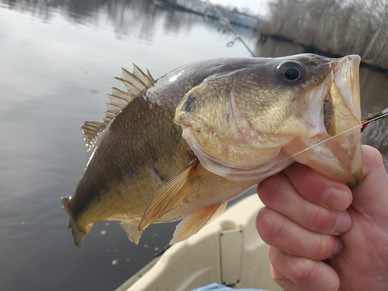 largemouth bass in a creek