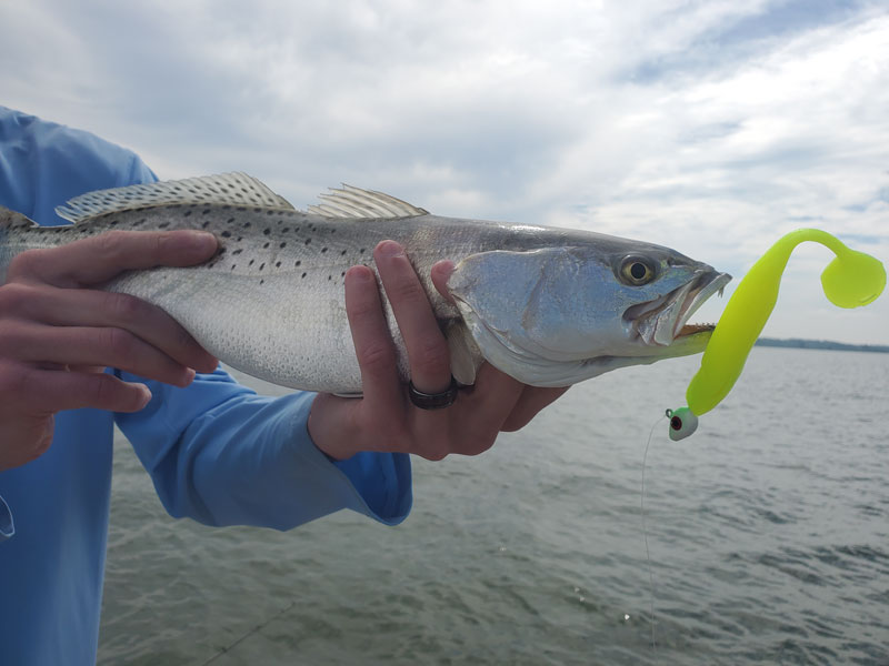 speckled sea trout