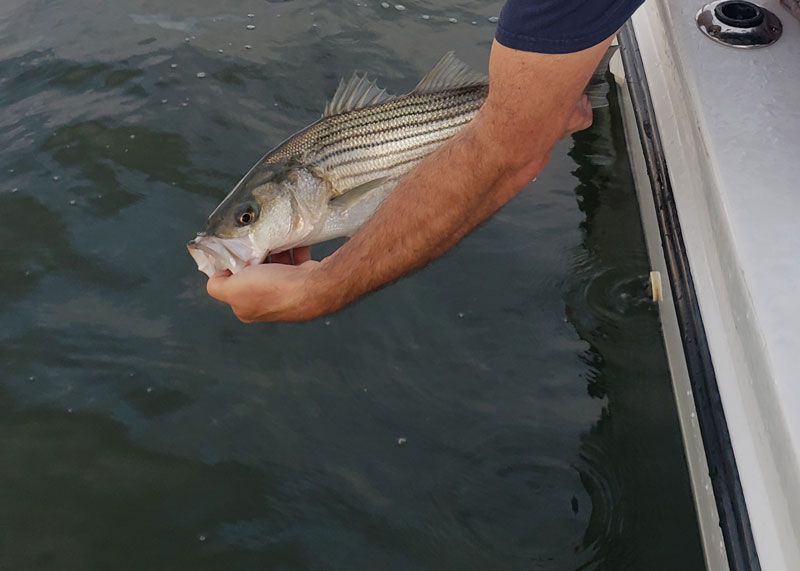 releasing a fish