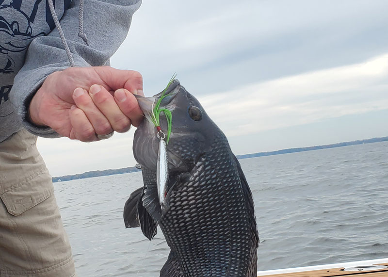 black sea bass in the bay