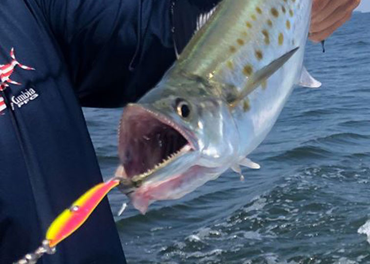 spanish mackerel on a spoon