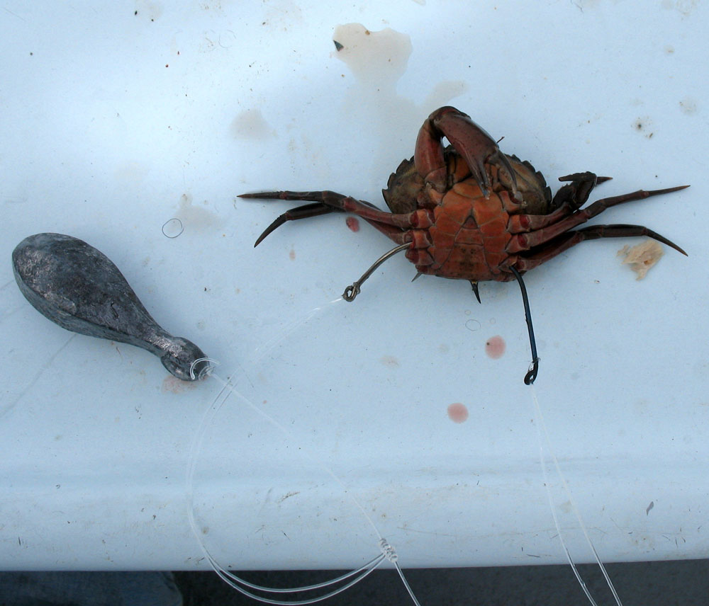 green crab bait fishing