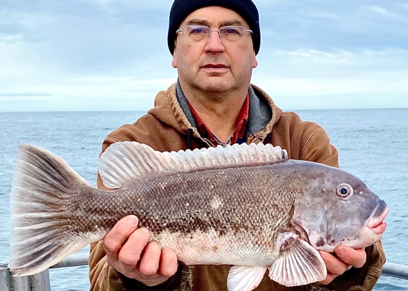 angler with a tautog on morning star