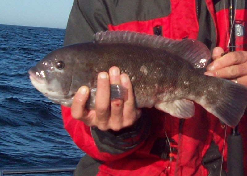 tautog at cbbt