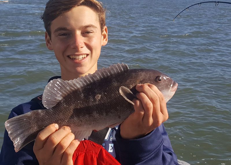 tautog in the bay