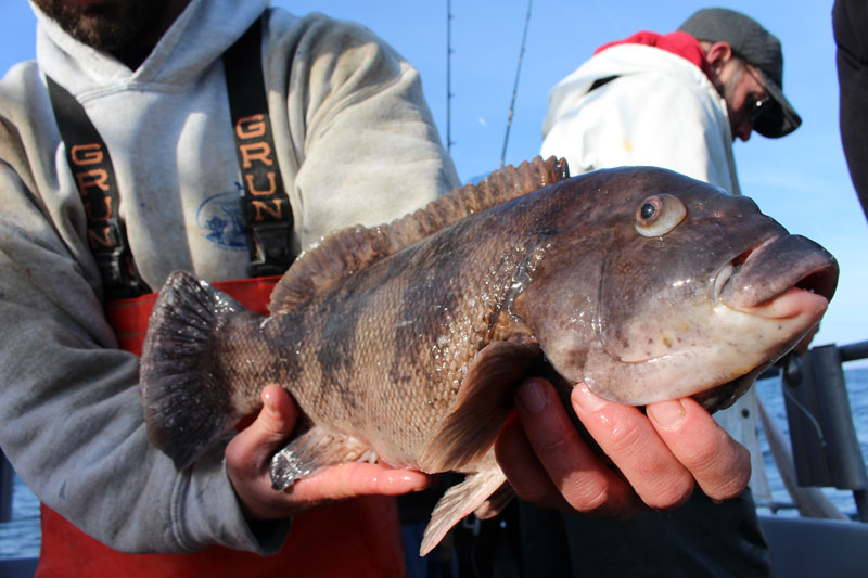 tautog fishing