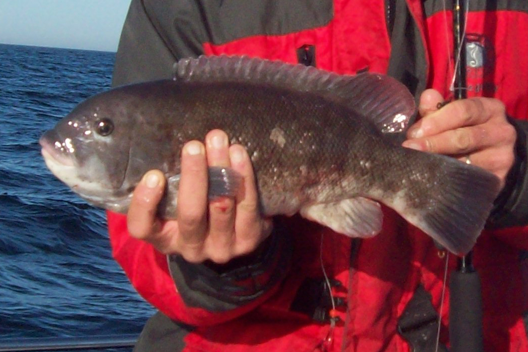 catching tautog in the ocean