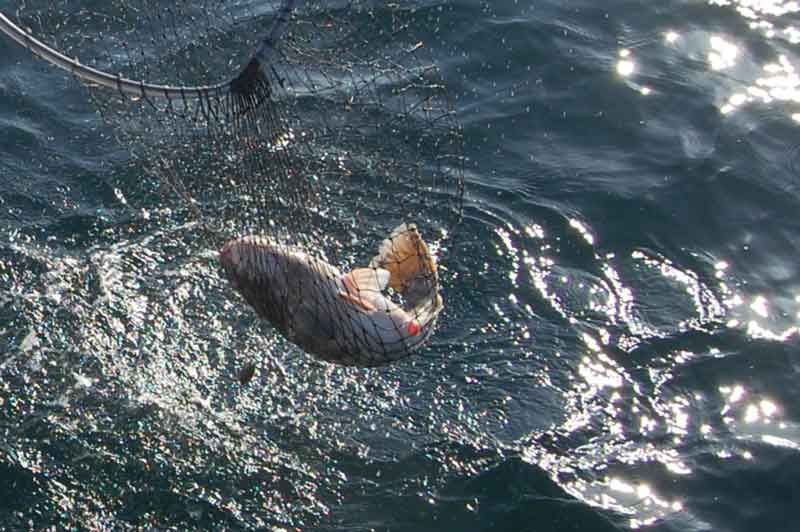 netting a tautog