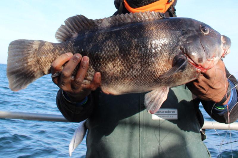 tautog on the boat