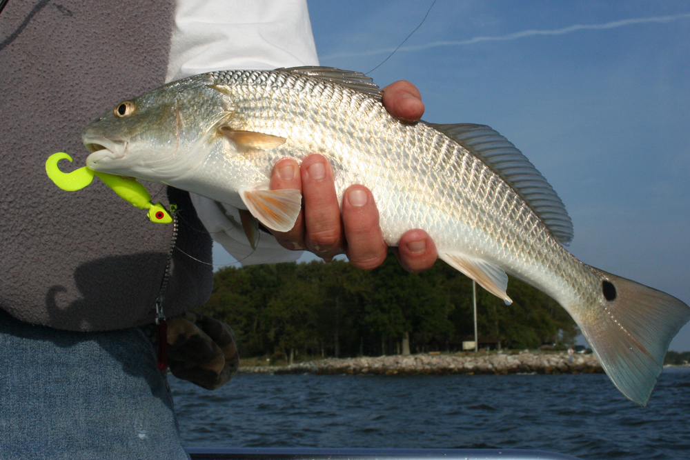 Fishing Light Tackle for Stripers in Shallow Water, Part I