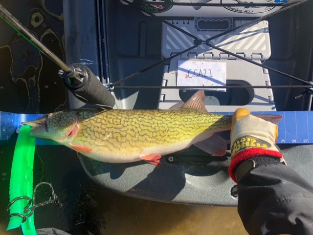 upper chesapeake bay pickerel