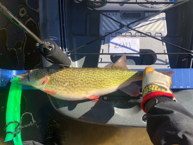 upper chesapeake bay pickerel 