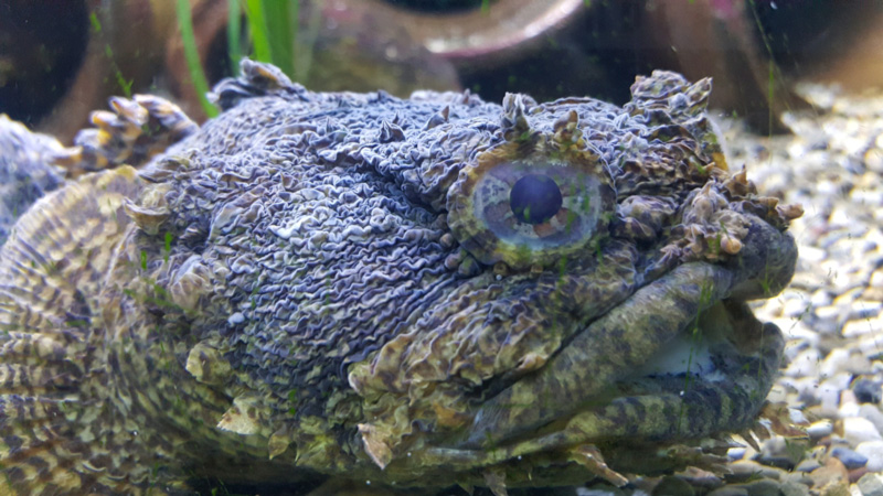 oyster toadfish