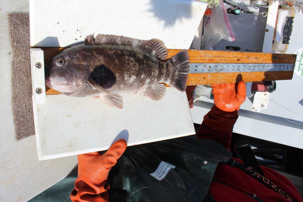ocean fishing for tautog