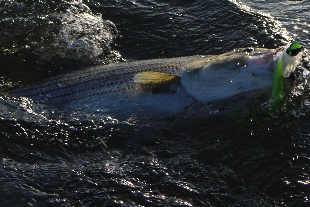 trolling for striped bass