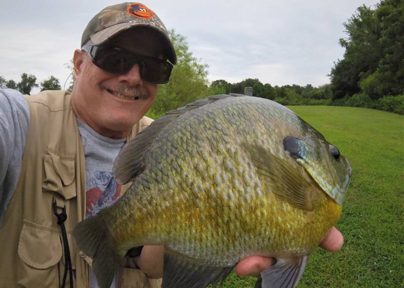 monster trophy bluegill