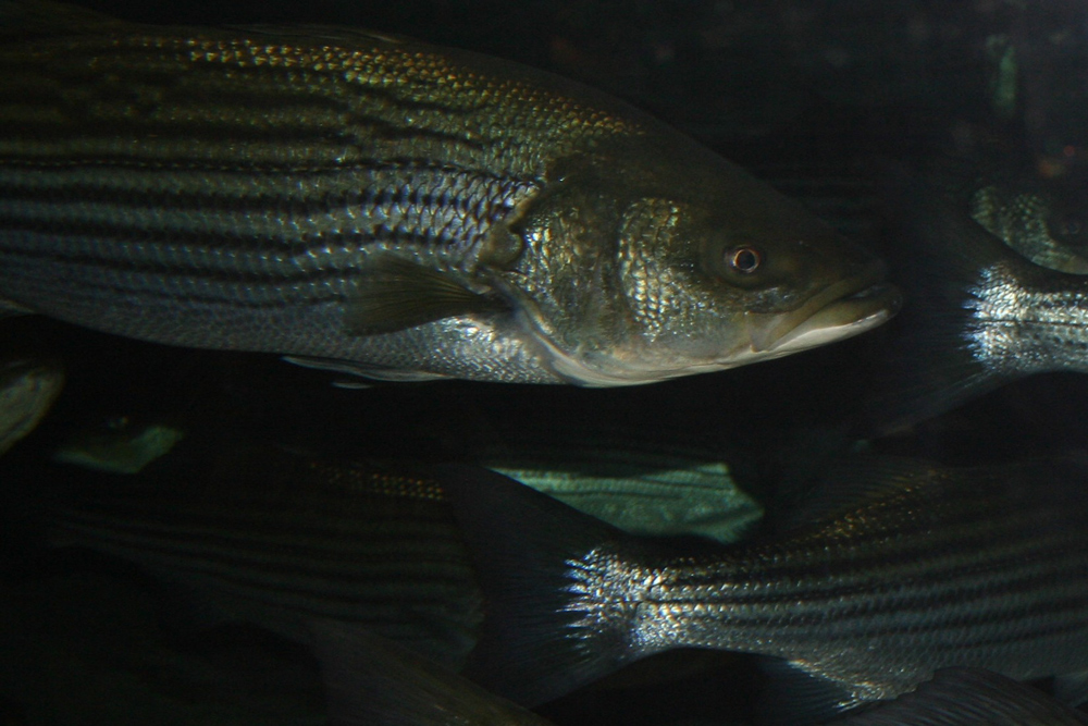 big rockfish underwater