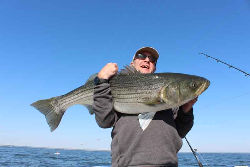 trophy rockfish on the chesapeake