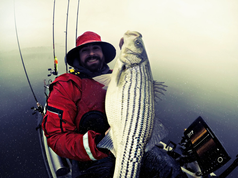 trophy striper caught kayak fishing