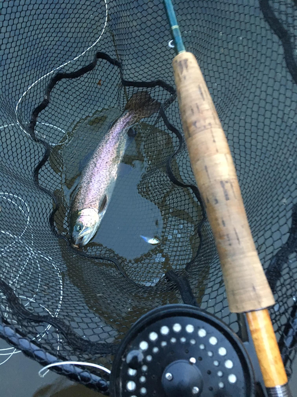 fly fishing for rainbow trout