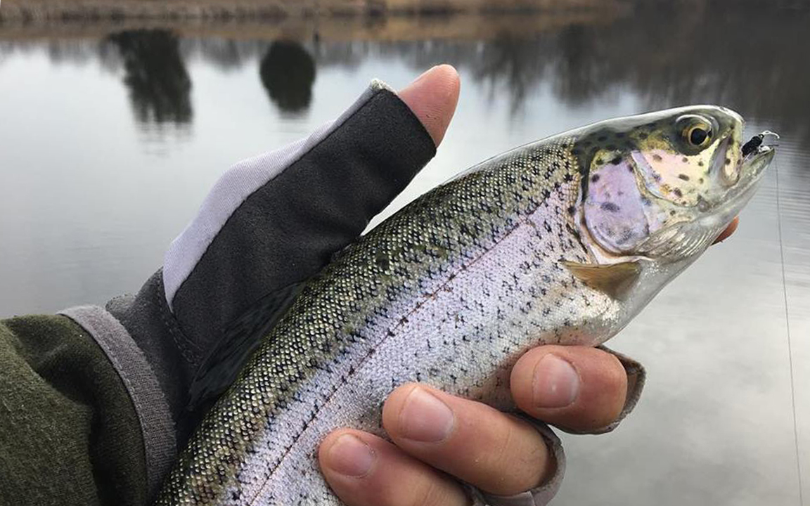 fly fishing for rainbow trout