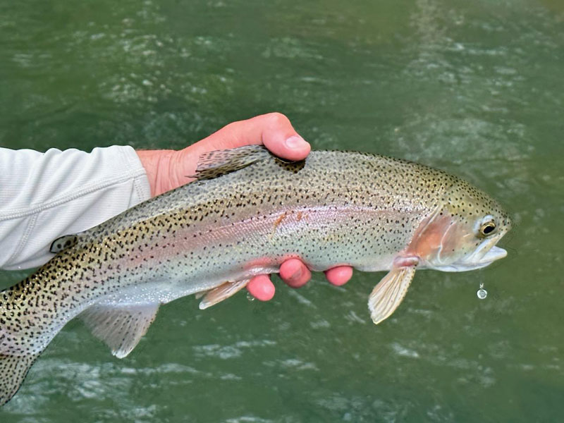 rainbow trout in a stream