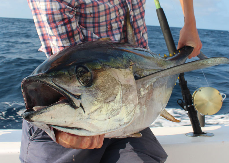 holding a yellowfin tuna