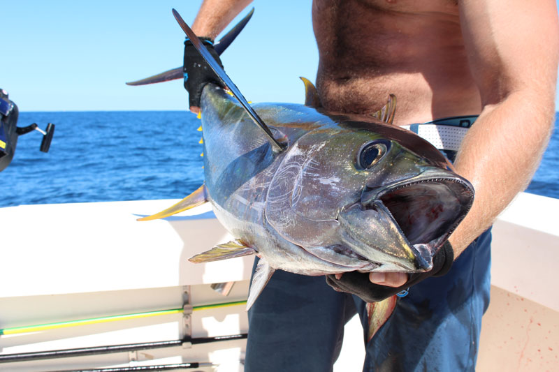 caught a tuna fish in the ocean