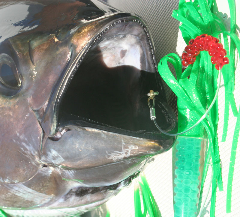 tuna caught on a green machine lure