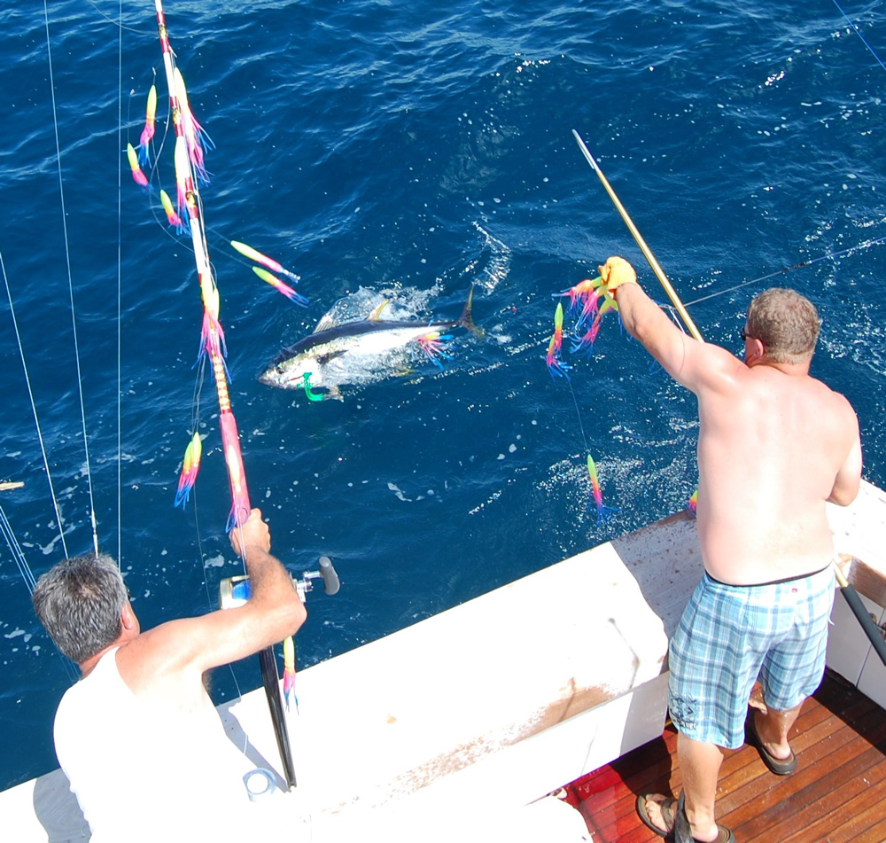 spreader bar for tuna trolling