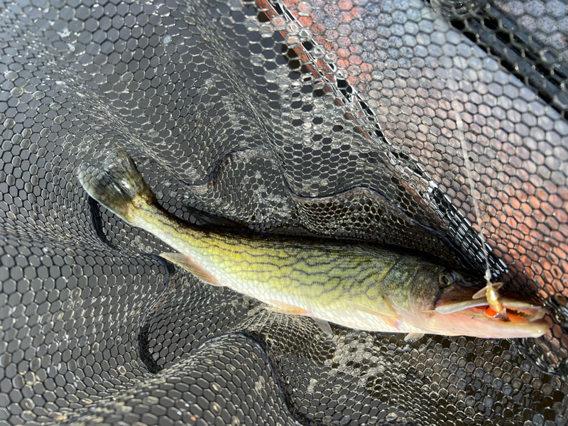 pickerel in the net