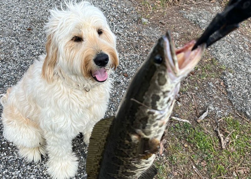 puppy with a snakehead