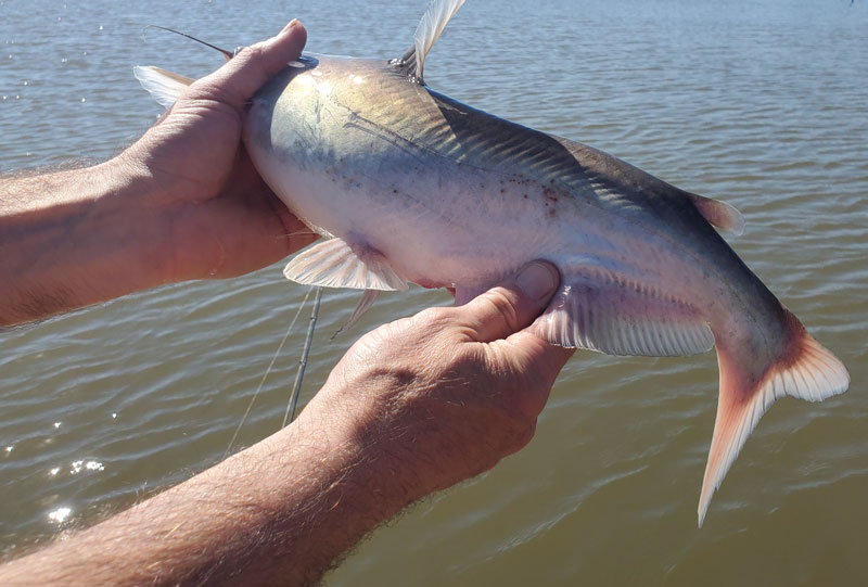 catfish from upper bay