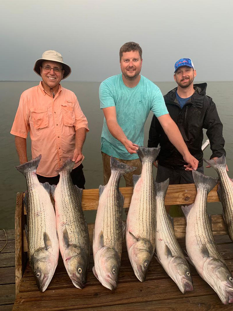 big rockfish in chesapeake bay