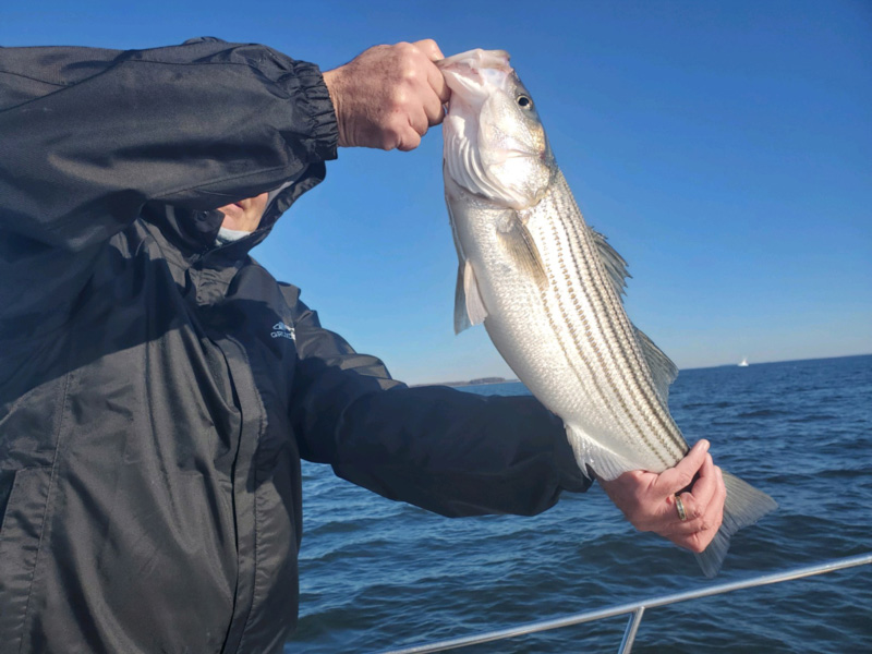 rockfish fishing in the upper chesapeake bay