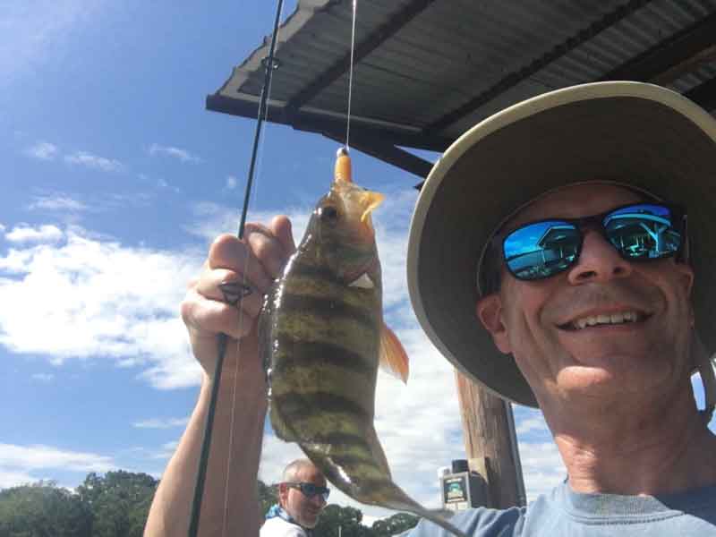 yellow perch on the line