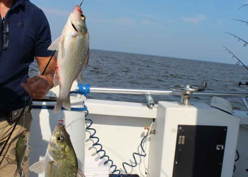 white perch caught in the bay