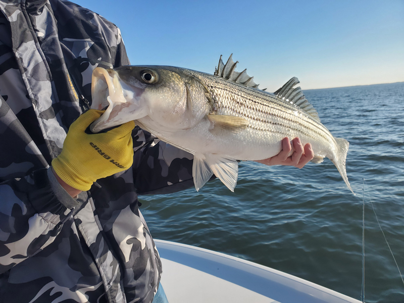 fishing for rock