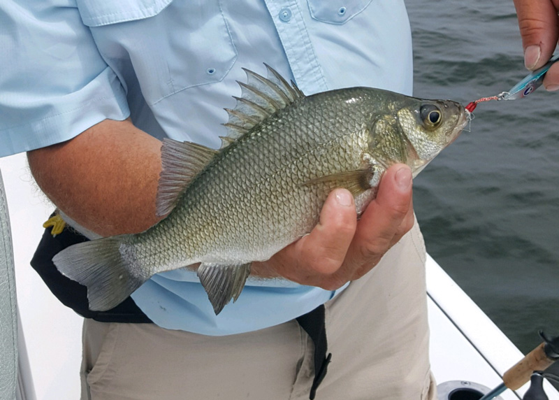 perch fishing