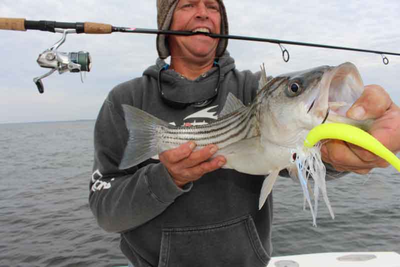 chester river rockfish