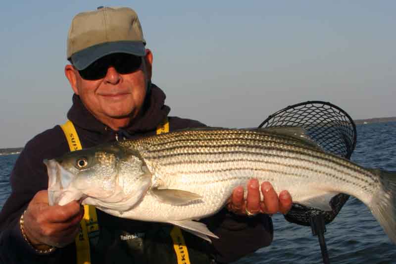 striped bass angler holding up fish