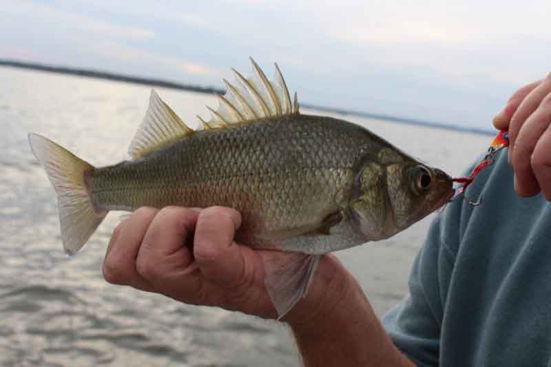 white perch caught with a spoon