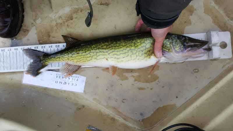 measuring a pickerel