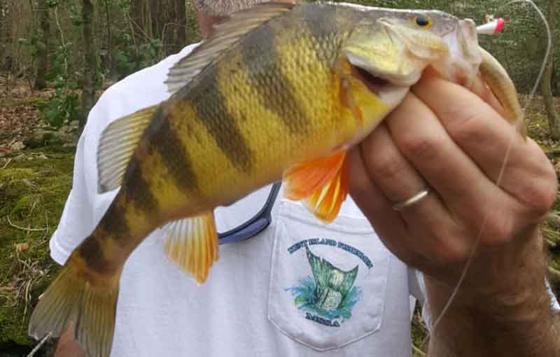 yellow perch fish