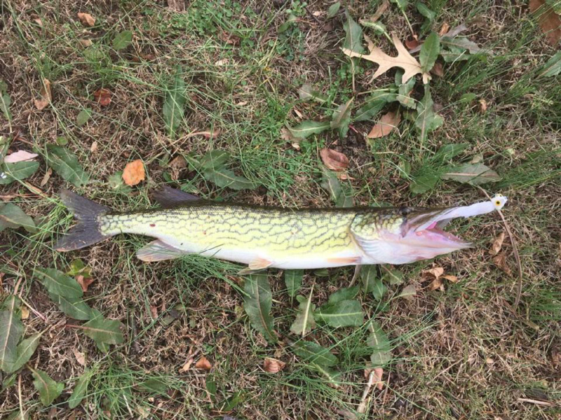 chesapeake pickerel