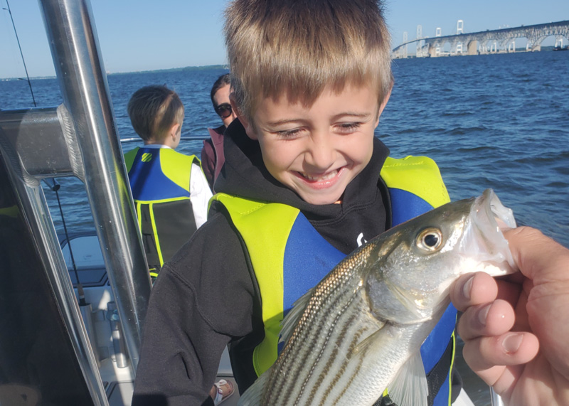 bay bridge mini fish