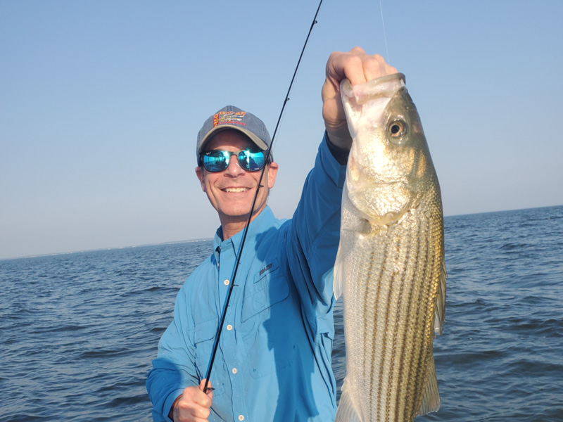 rockfish in the upper bay